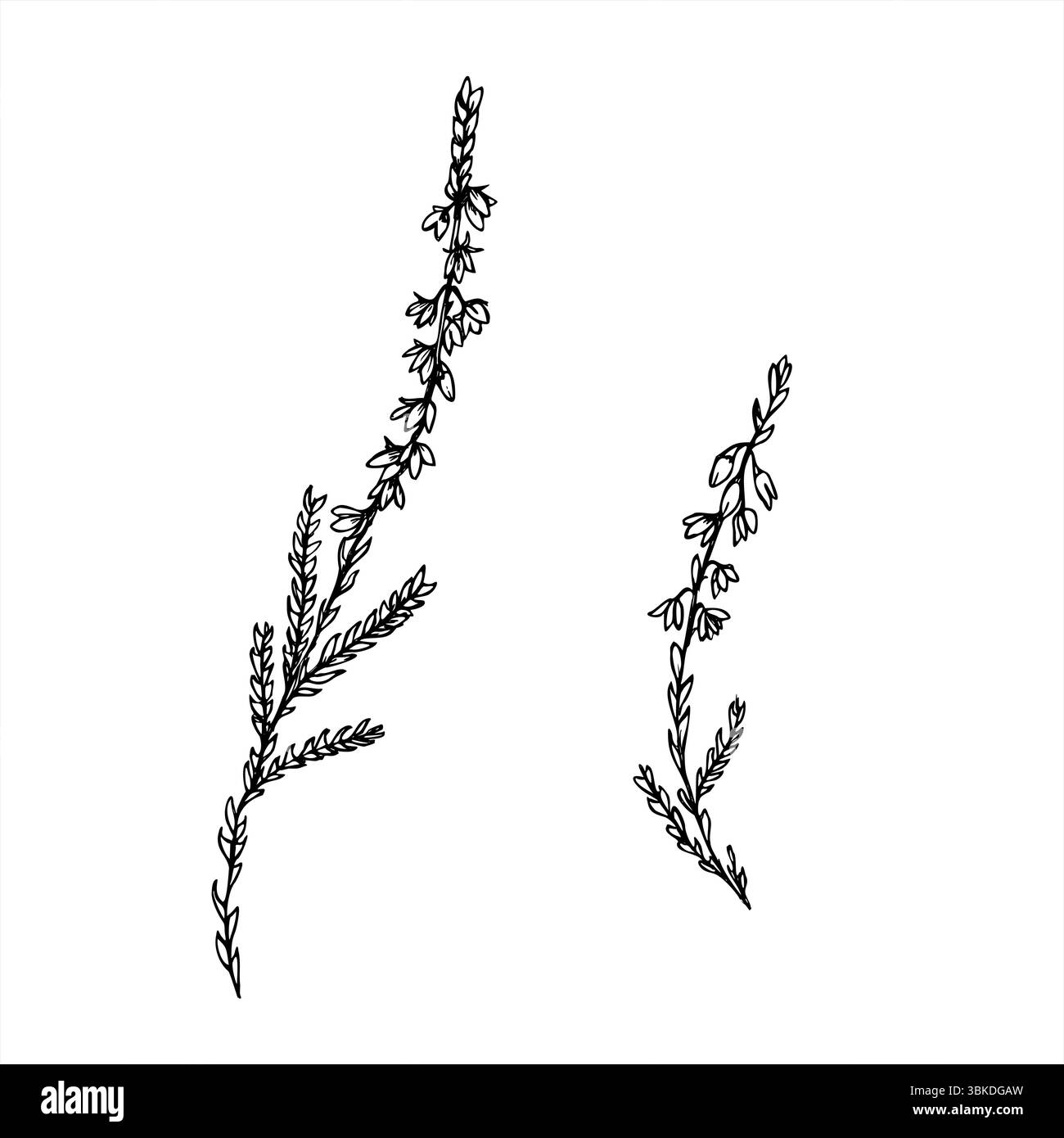 Vecteur monochrome deux branches de bruyère fleuries alignent l'art peint par des encres noires. Dessin de gravure de plante nordique pour la conception botanique, invitation de mariage Illustration de Vecteur