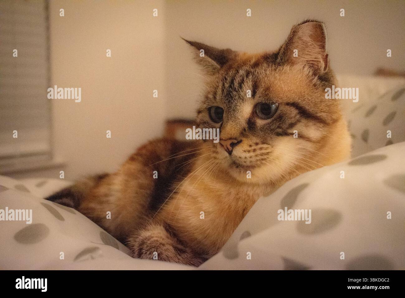 chat pensif sur le point de s'endormir dans son lit Banque D'Images