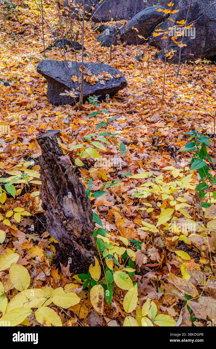Feuilles d'automne tombées entourant une souche et des rochers noirs sur une colline Banque D'Images