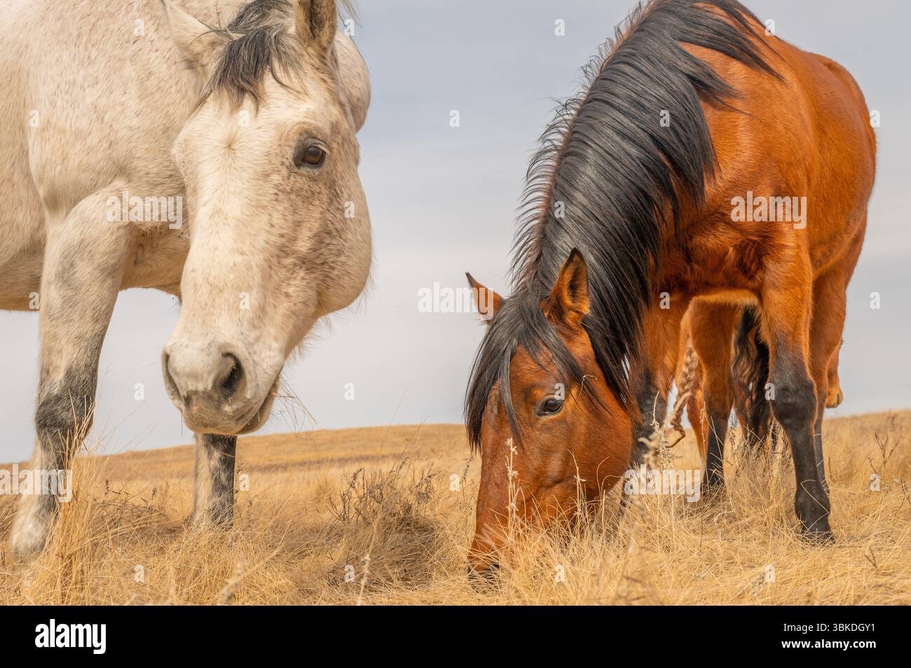 Deux chevaux qui paissent dans Prairie Grassland Brown et Dapple Gray Pair Banque D'Images