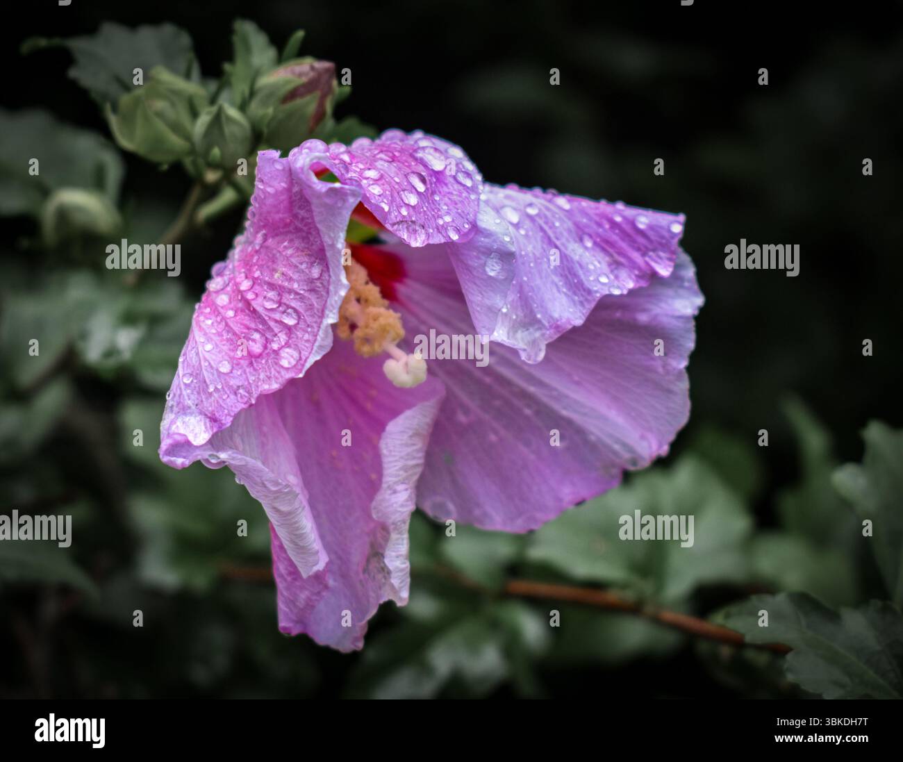 mauve violette avec des gouttes de pluie dessus après la tempête Banque D'Images