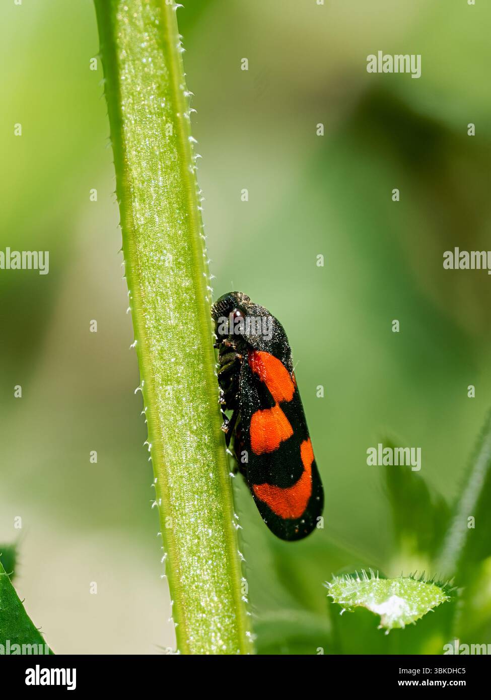Panache rouge et noir (Cercopis Vulata) grimpant sur tige verte, réserve de Grand-Laviers, Baie de somme, France. Banque D'Images