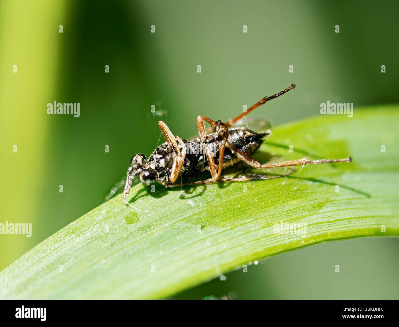 Damsel (Nabis ferus) reposant sur un brin d'herbe dans la réserve ornithologique de Grand-Laviers, Baie de somme, France. Banque D'Images