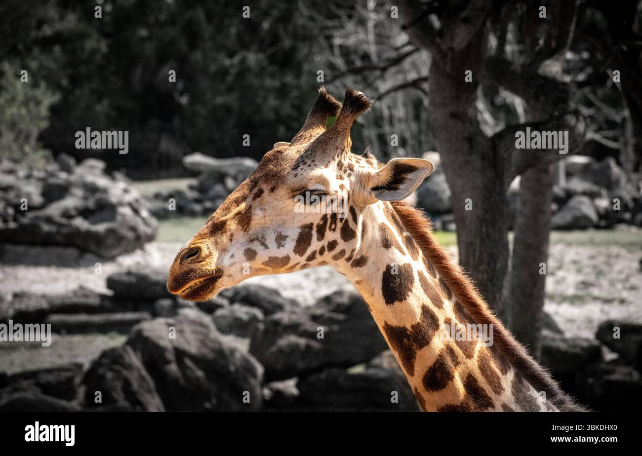 Girafe posant pour la photo Banque D'Images
