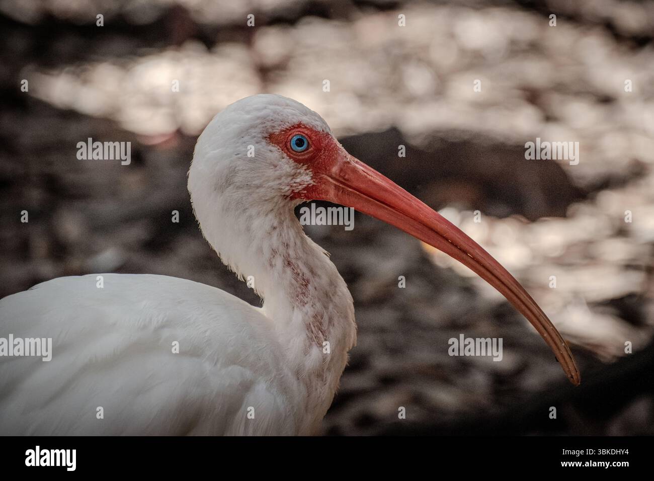 Ibis blanc détente à l'ombre Banque D'Images