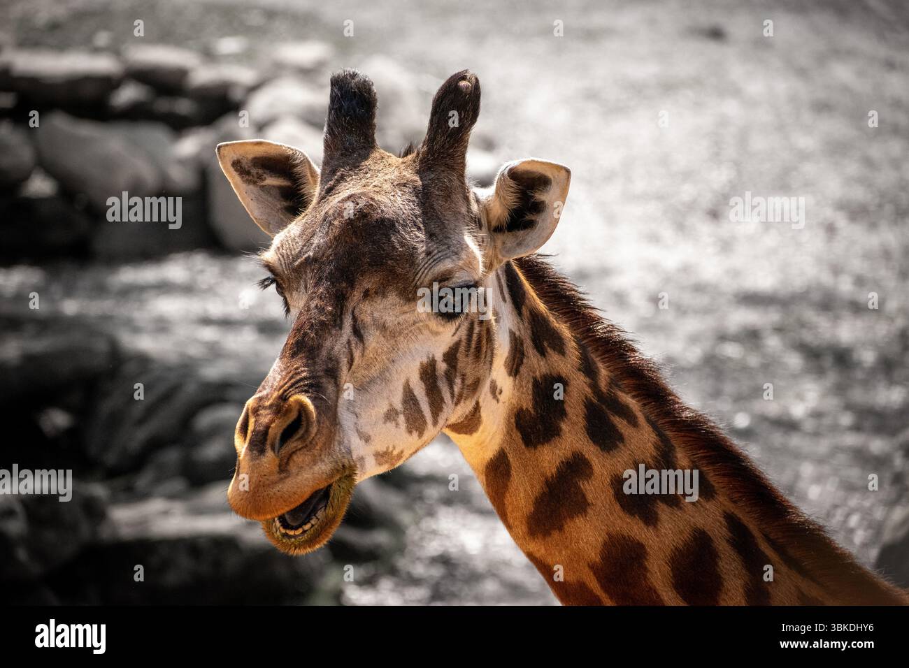 Girafe sur fond noir et blanc Banque D'Images
