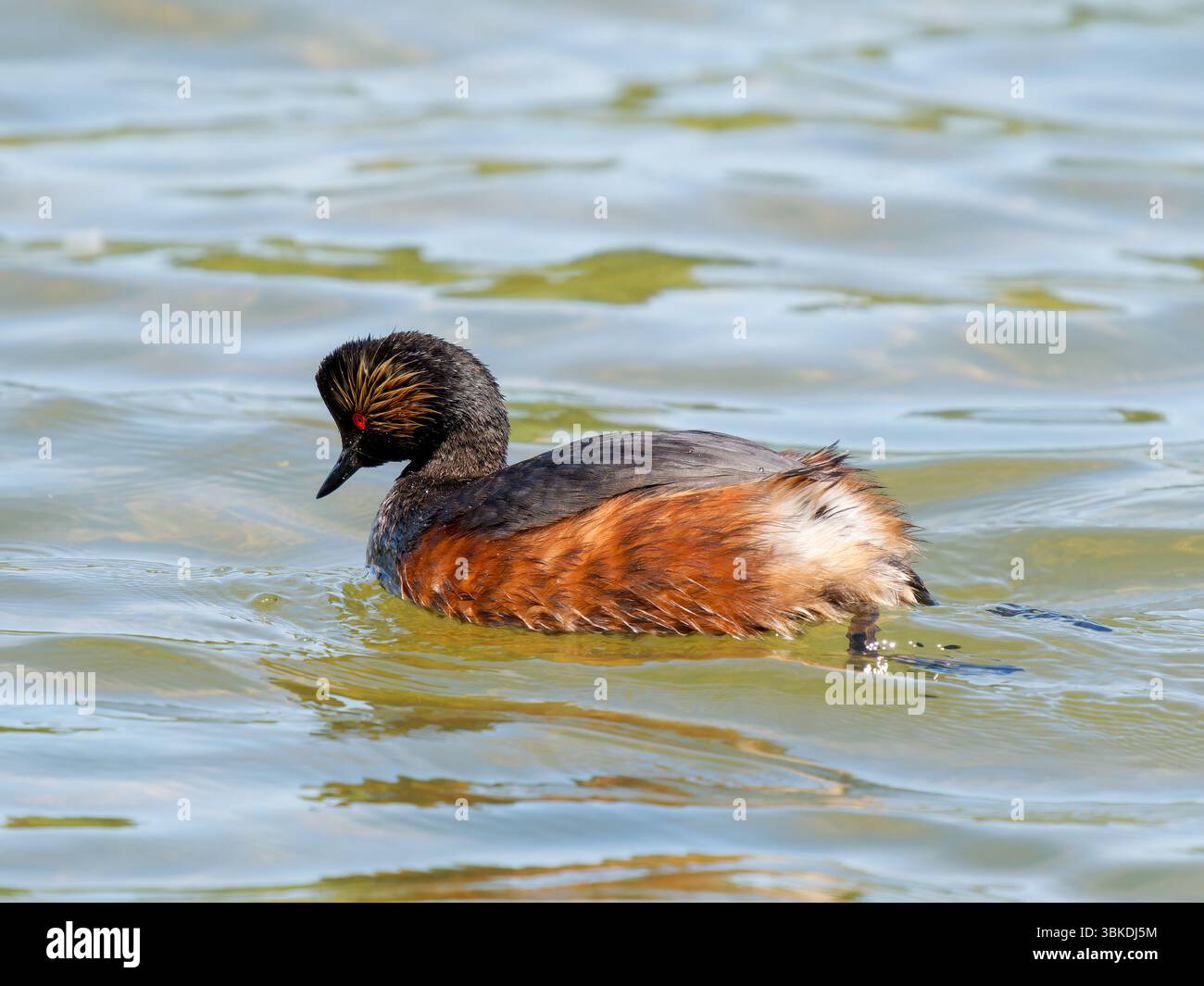 Grebe à col noir (Podiceps nigricollis) baignant dans la réserve naturelle de la Baie de somme, France. Banque D'Images