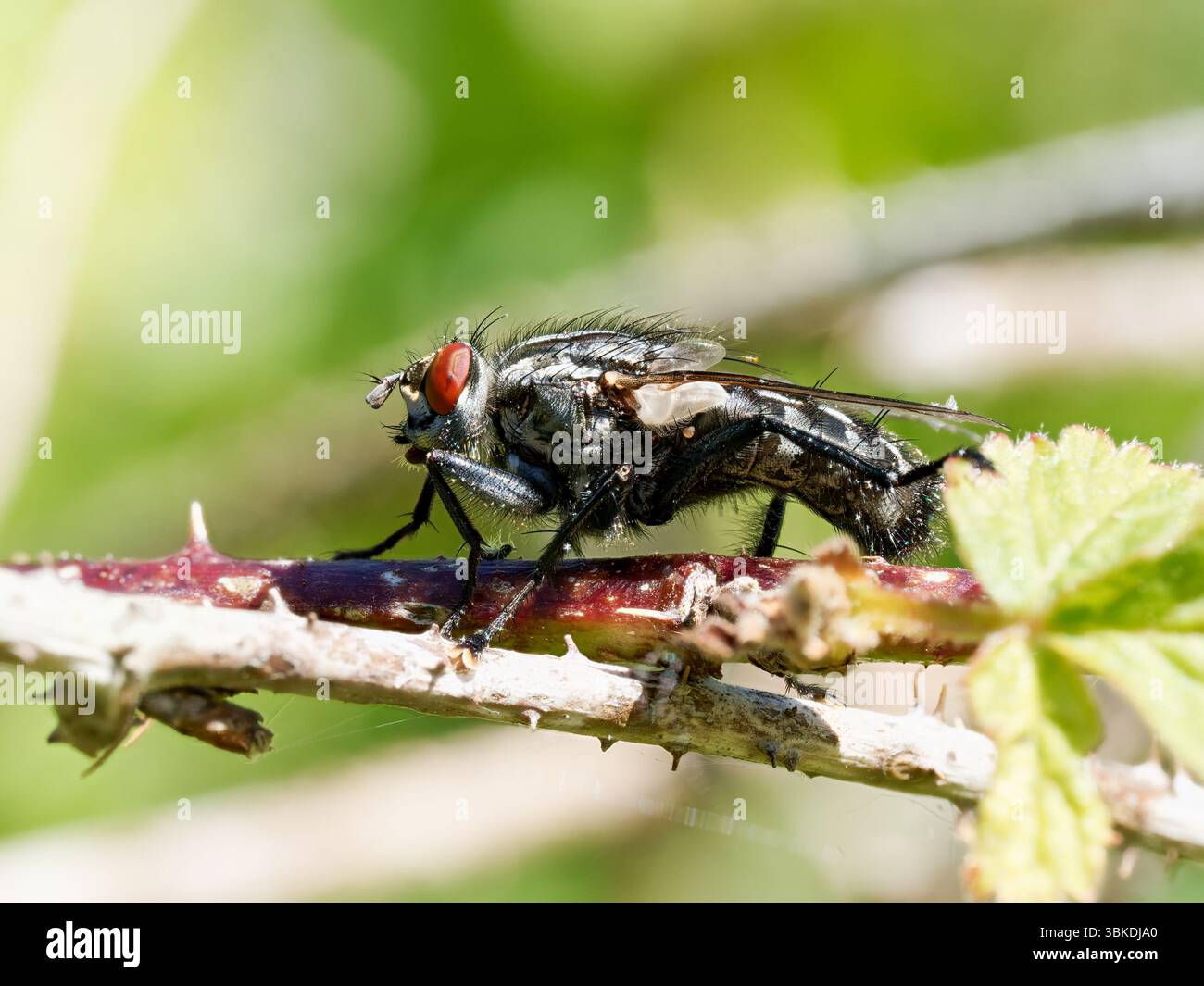 Gros plan d'une mouche de chair (Sarcophaga spec.) Perché sur une branche dans la réserve naturelle de Baie de somme, France. Banque D'Images