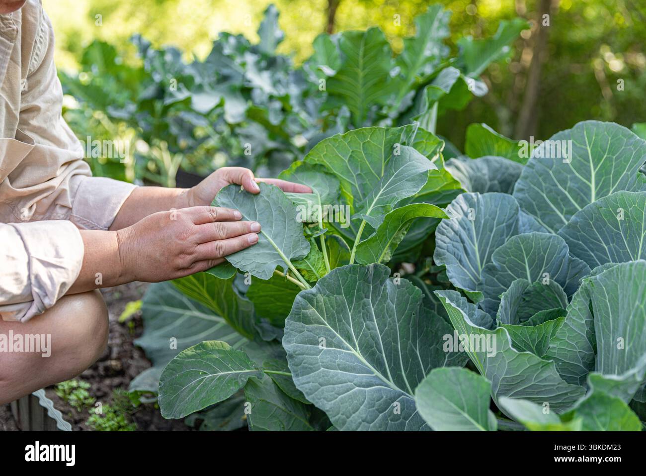 Agriculteur examinant les feuilles de verdure de collard dans le jardin Banque D'Images
