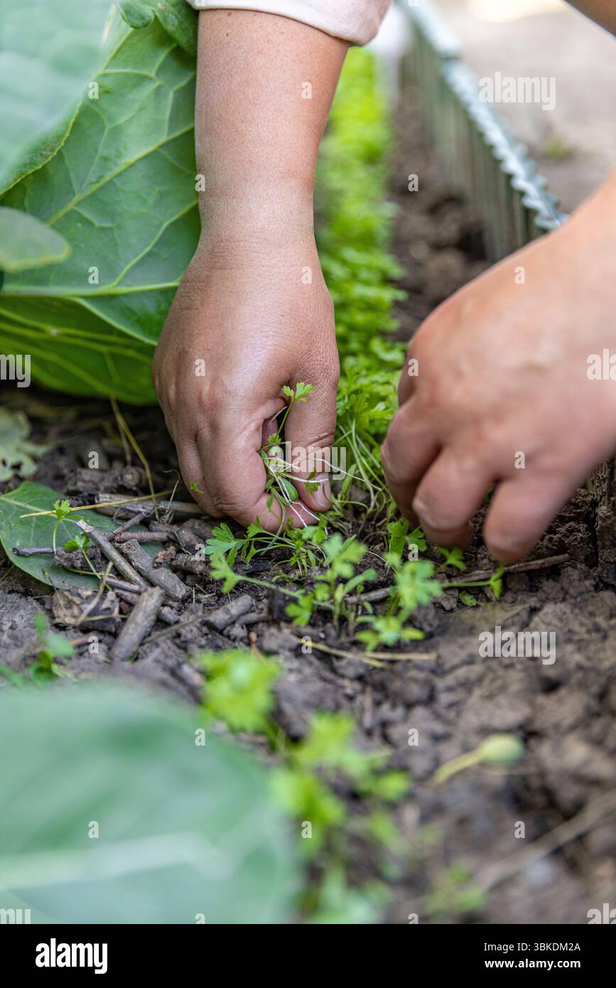Femme agricultrice enlevant les mauvaises herbes qui poussent parmi les plantes de chou dans le jardin potager Banque D'Images