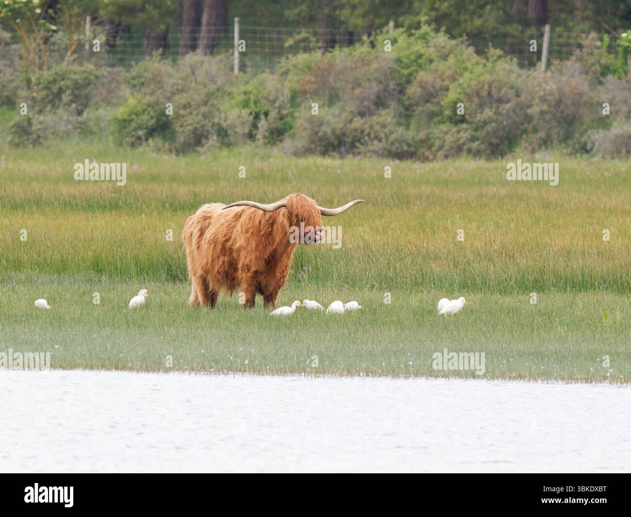 Bovins des hautes terres (Bos taurus) debout dans une zone humide du Parc du Marquenterre, France, avec bec de cuillère eurasien (Platalea leucorodia) en arrière-plan. Banque D'Images