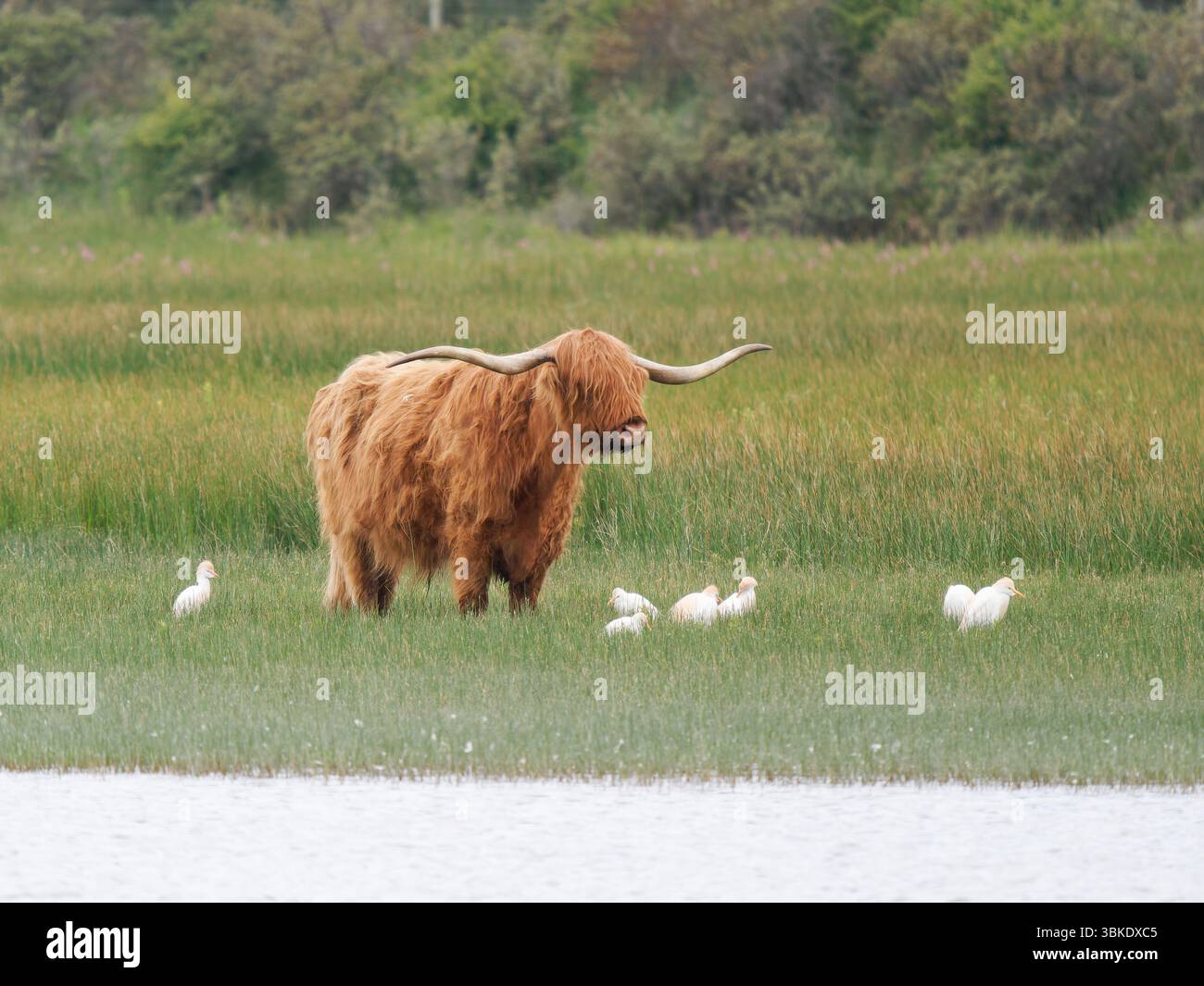 Bovins des hautes terres (Bos taurus) debout dans une zone humide du Parc du Marquenterre, France, avec bec de cuillère eurasien (Platalea leucorodia) en arrière-plan. Banque D'Images