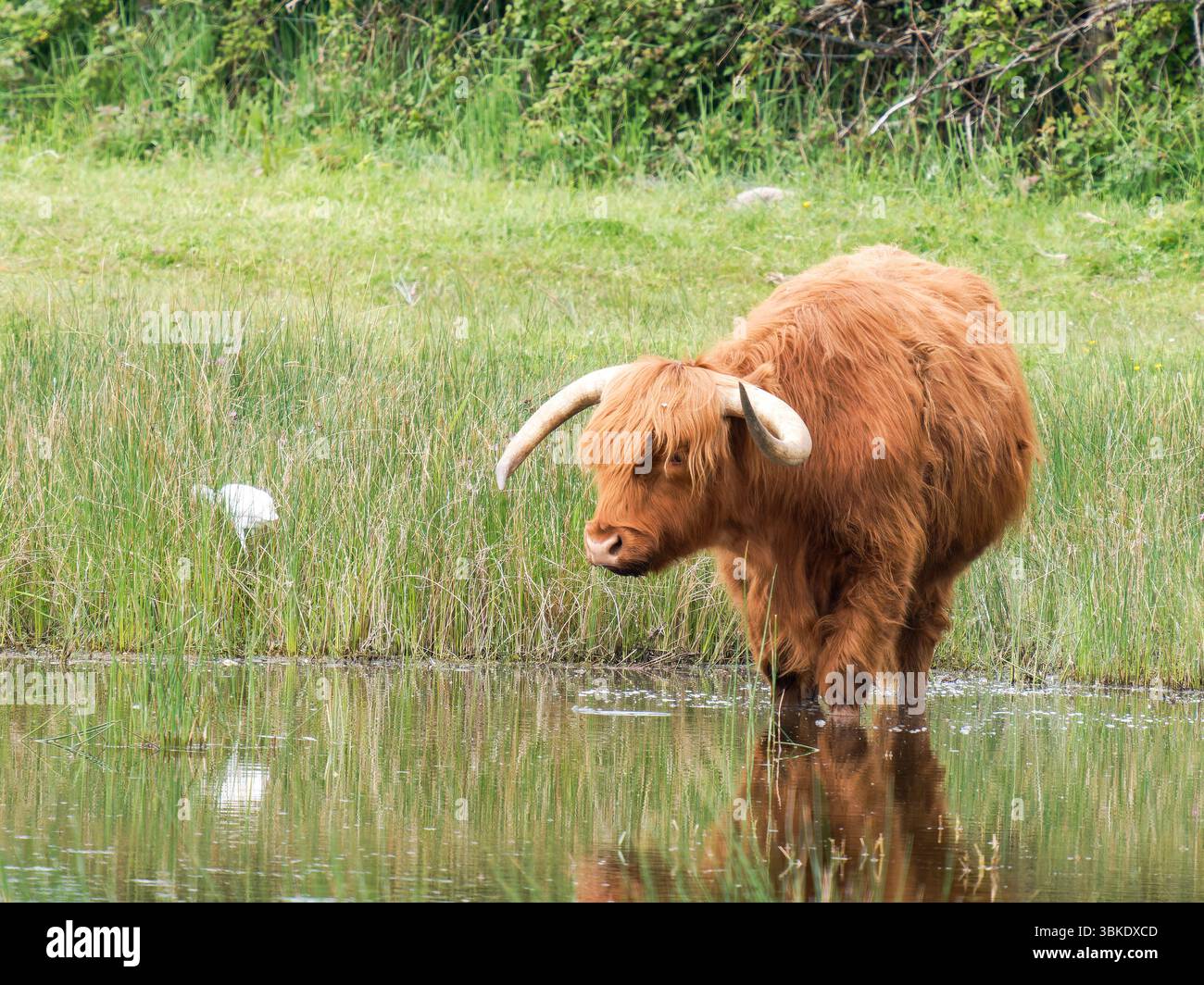 Bovins des hautes terres (Bos taurus) debout dans une zone humide du Parc du Marquenterre, France, avec bec de cuillère eurasien (Platalea leucorodia) en arrière-plan. Banque D'Images
