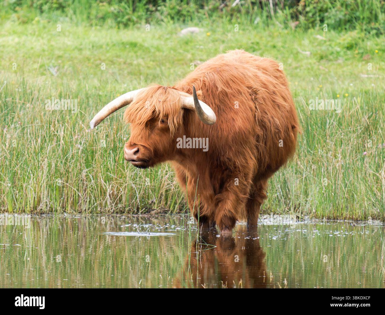 Bovins des hautes terres (Bos taurus) debout dans une zone humide du Parc du Marquenterre, France, avec bec de cuillère eurasien (Platalea leucorodia) en arrière-plan. Banque D'Images