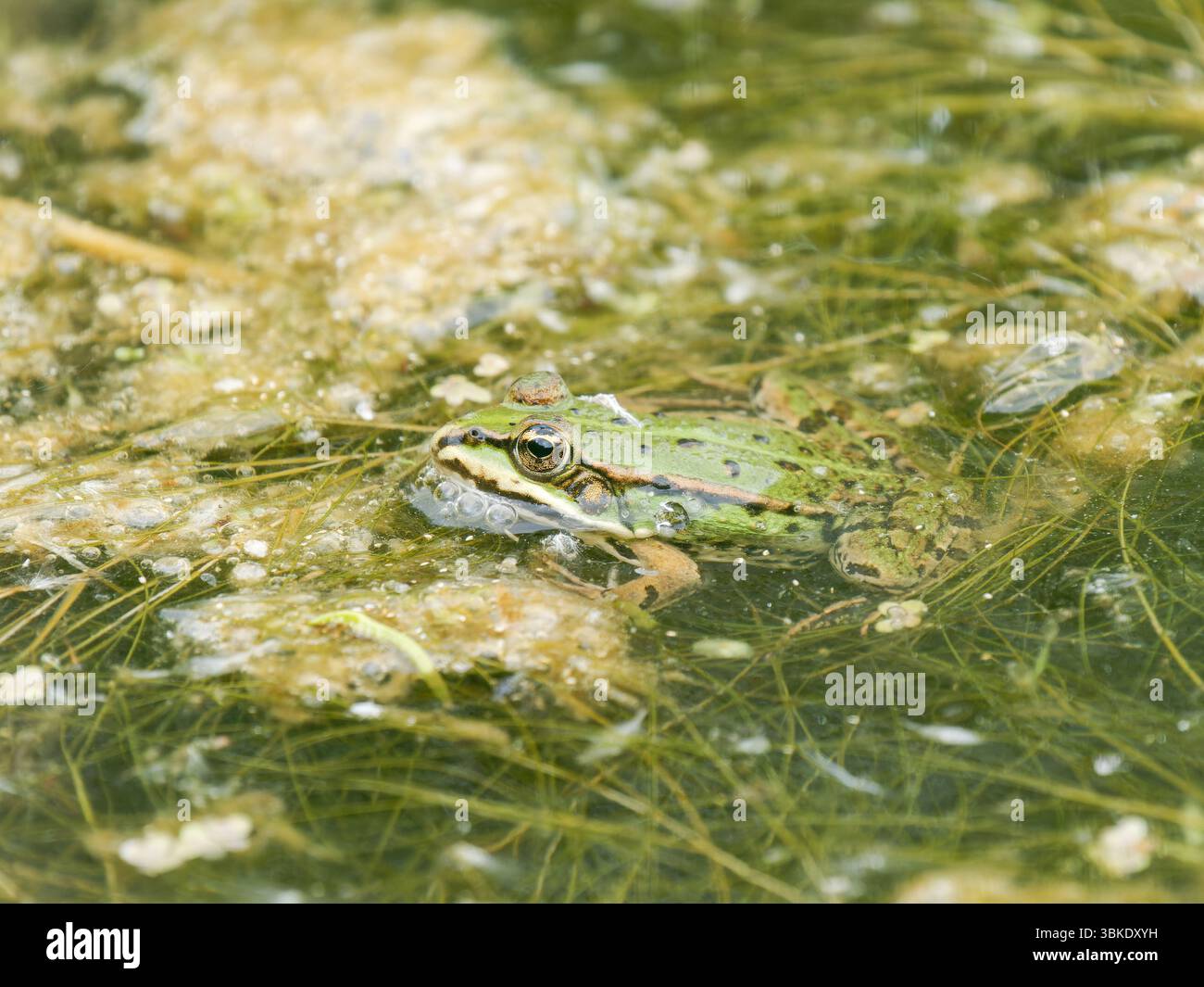 Grenouilles vertes (Pelophylax spec.) Baignade dans l'eau d'étang au Parc du Marquenterre, Baie de somme, France. Banque D'Images