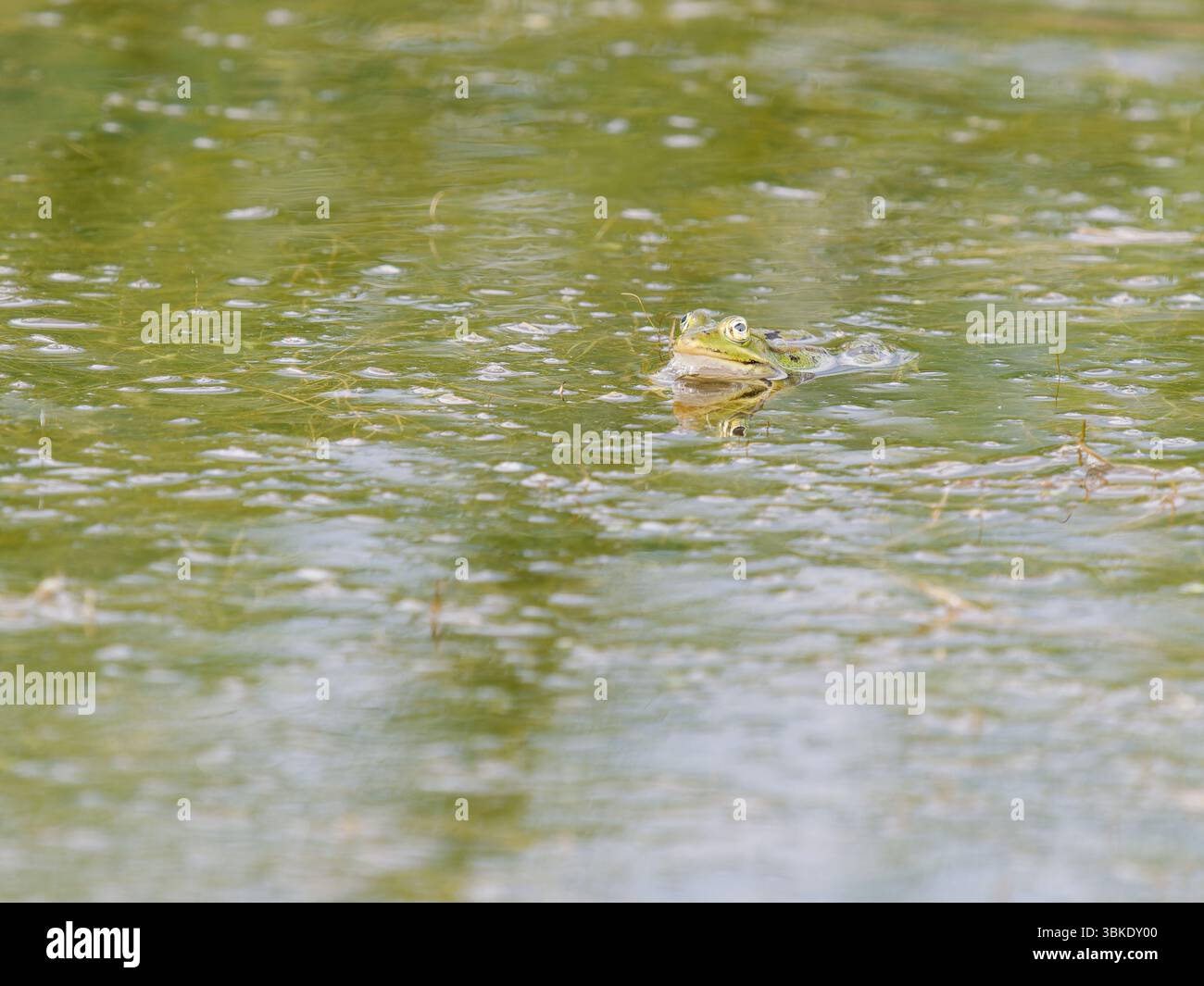 Grenouilles vertes (Pelophylax spec.) Baignade dans l'eau d'étang au Parc du Marquenterre, Baie de somme, France. Banque D'Images