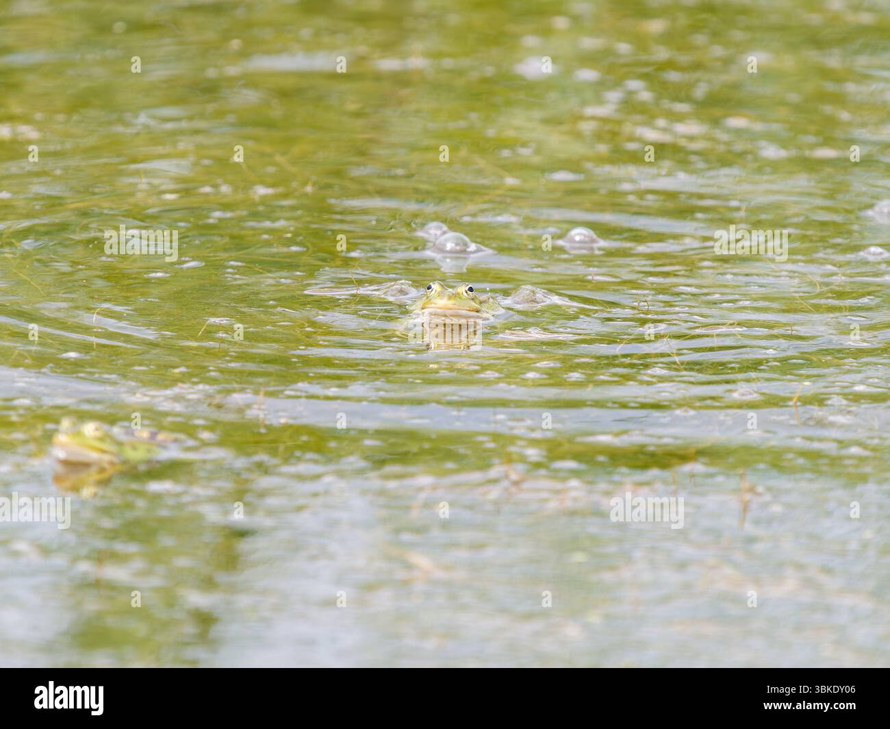 Grenouilles vertes (Pelophylax spec.) Baignade dans l'eau d'étang au Parc du Marquenterre, Baie de somme, France. Banque D'Images