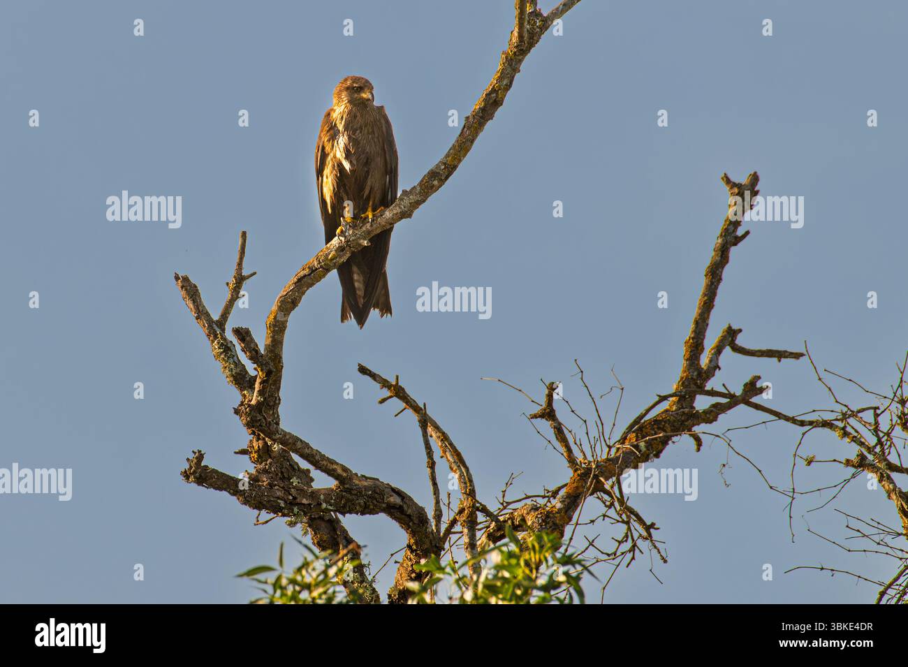 Un cerf-volant noir est assis sur une branche d'arbre en attendant une proie Banque D'Images