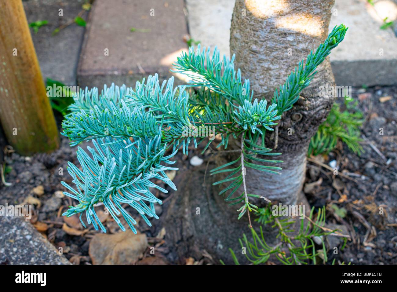 Belles aiguilles bleu-vert sur la branche d'un sapin noble bleu (Abies procera glauca) Banque D'Images
