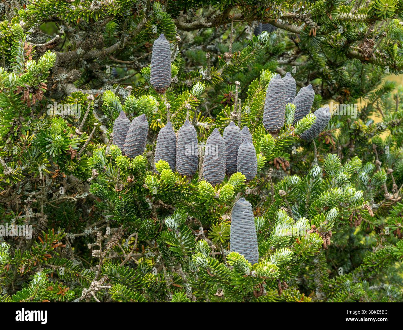 Cônes lagre du Blue Cone Korean Fir Tree, Abies Koreana, poussant dans les jardins RHS Wakehurst en juin, West Sussex, Angleterre, Royaume-Uni Banque D'Images