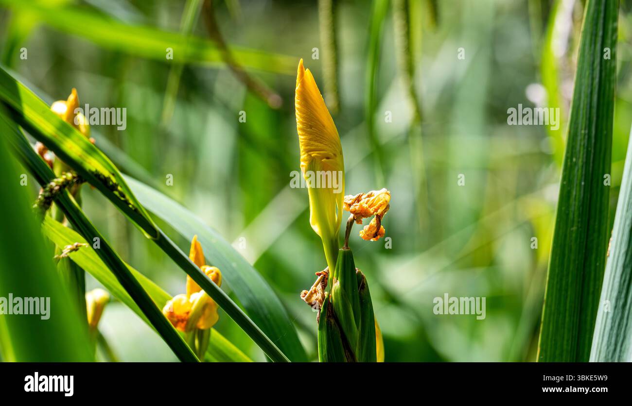 Dundee, Tayside, Écosse, Royaume-Uni. 20 juin 2025. Météo Royaume-Uni : le soleil chaud du Dundee Caird Park en juin crée un paysage charmant mais énigmatique avec des fleurs d'iris jaunes également connues sous le nom de drapeaux poussant autour des étangs en Écosse. Crédit : Dundee Photographics/Alamy Live News Banque D'Images