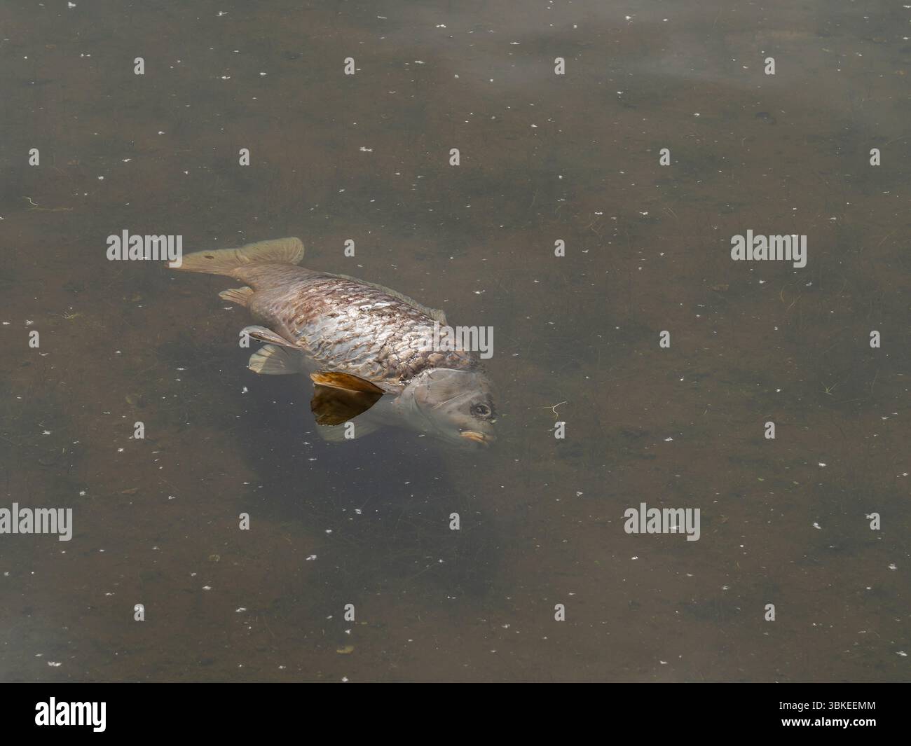 Poissons sans vie dans des eaux peu profondes et nuageuses, un rappel brutal de la détresse ou de la contamination des écosystèmes aquatiques. Banque D'Images