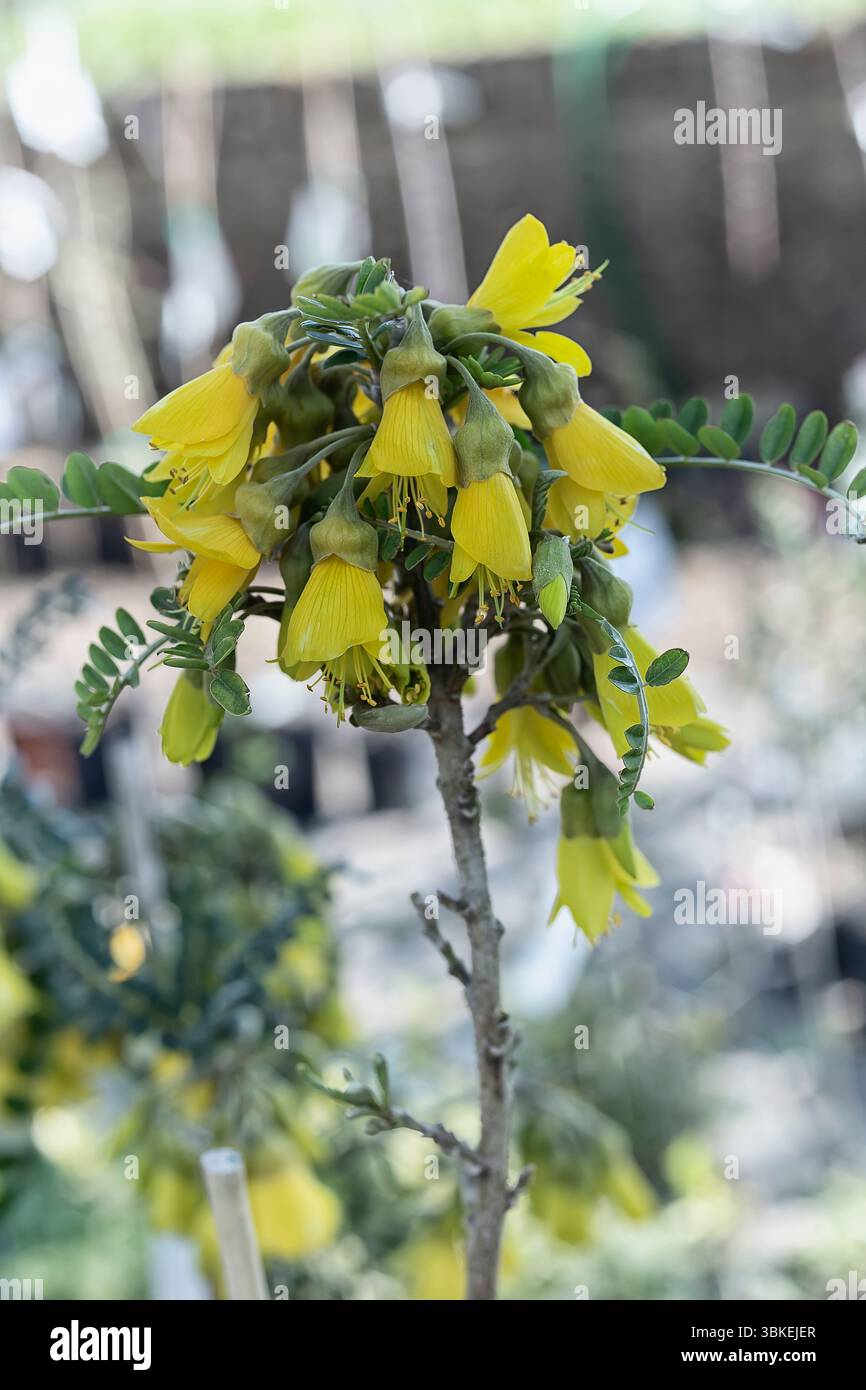 kōwhai pleurs (Sophora microphylla cv. Sun King Hilsop), Fabaceae. Arbuste à feuilles caduques, plante ornementale, fleur jaune. Banque D'Images