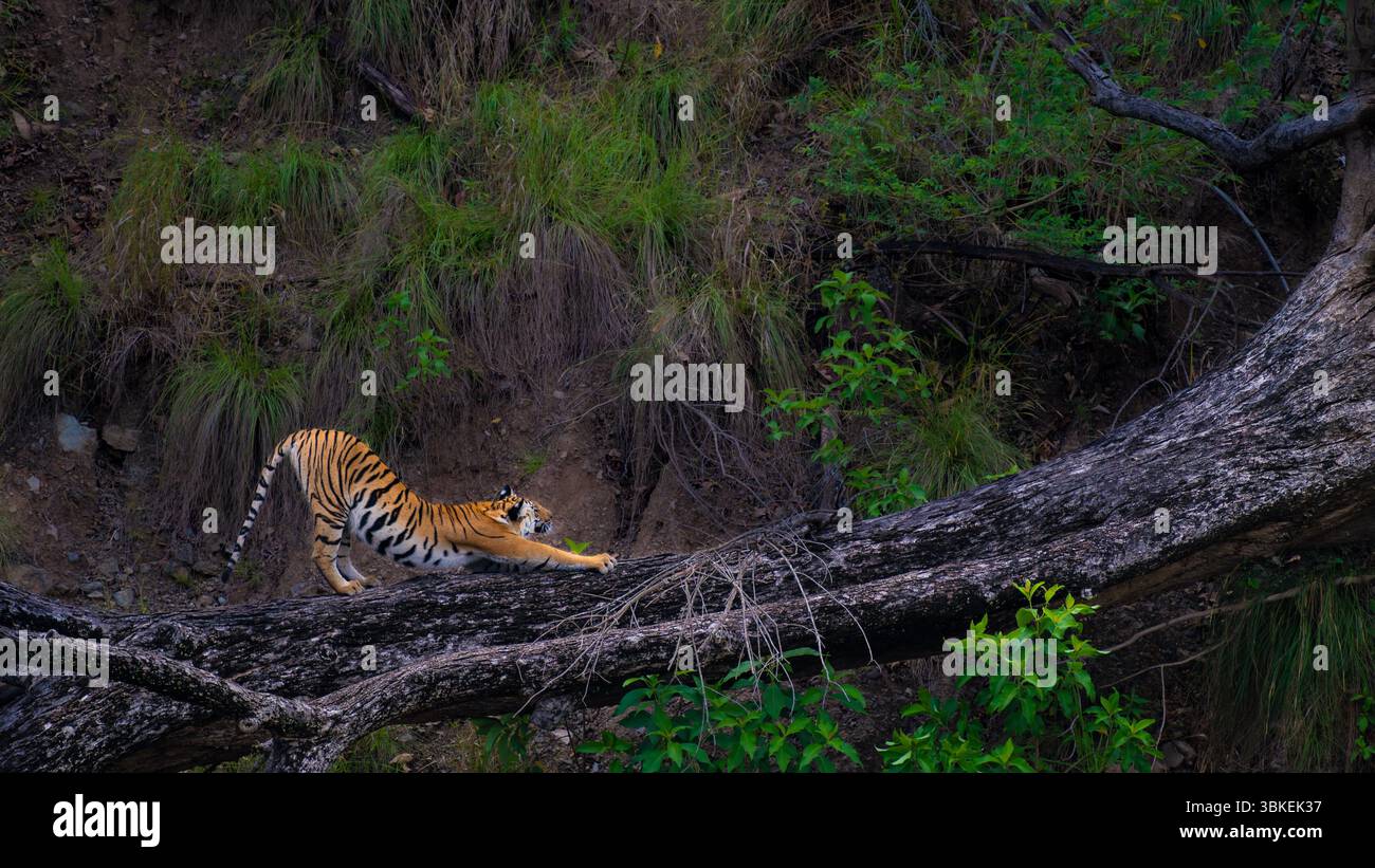 Le tigre du Bengale s'étire sur un arbre tombé dans le parc national de Corbett, en Inde. Capturé dans l'habitat naturel, mettant en valeur le comportement de gros chat et l'élégance sauvage. Banque D'Images