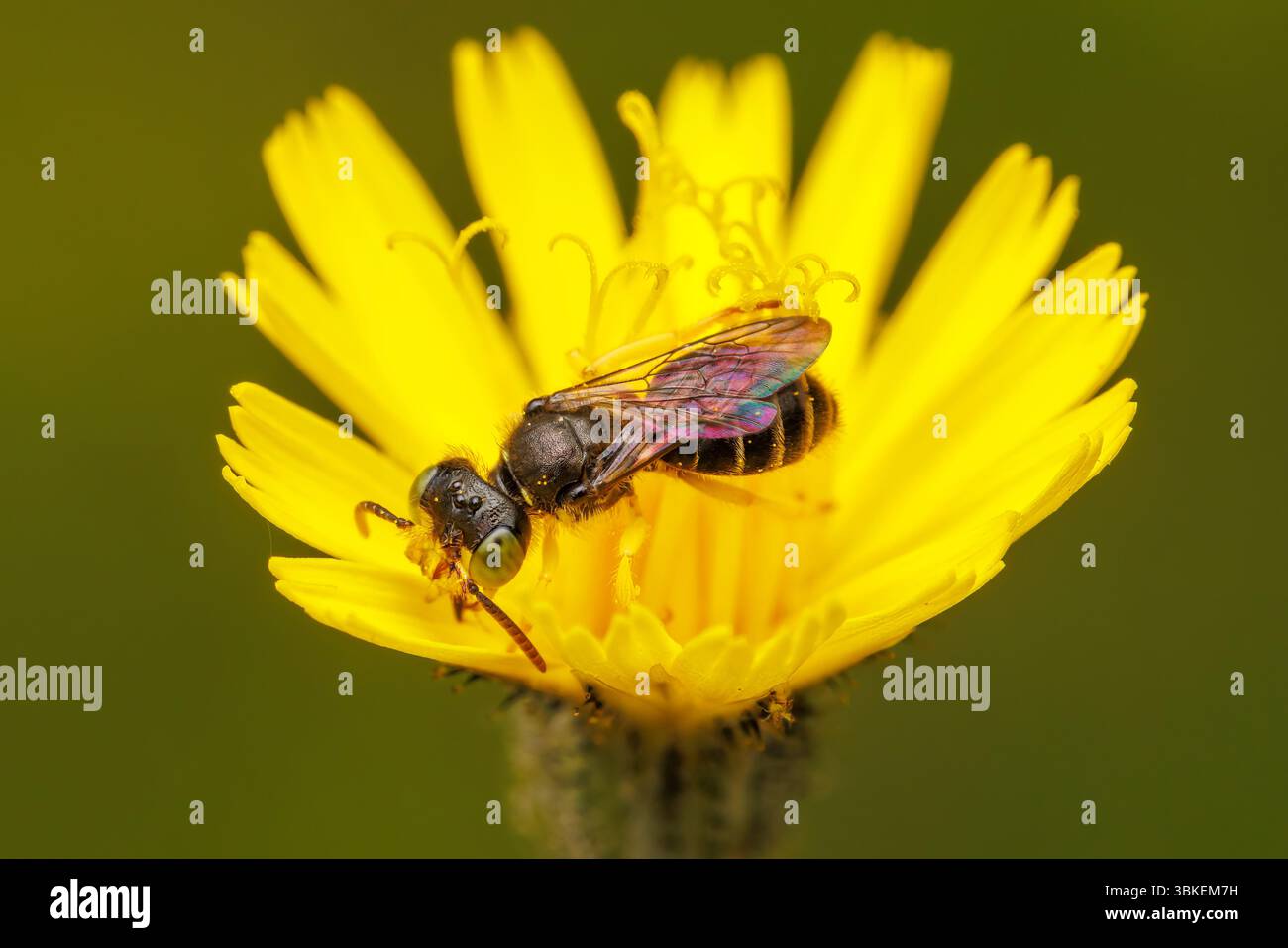 Abeille mineure orientale (Calliopsis andreniformis) Banque D'Images