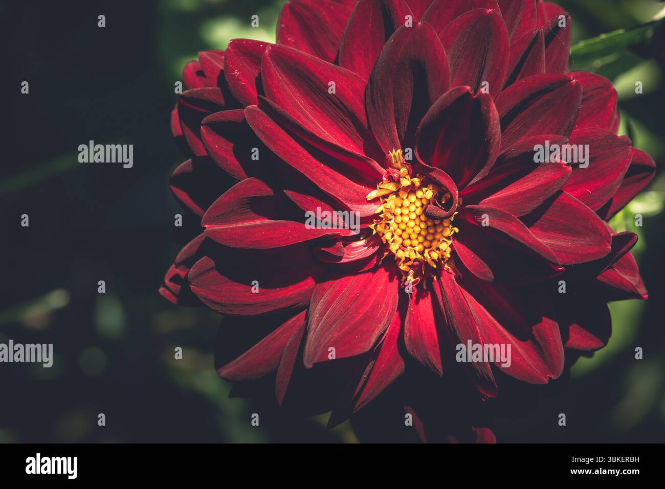 Fleur de dahlia rouge foncé fleurissant dans la nature. Banque D'Images