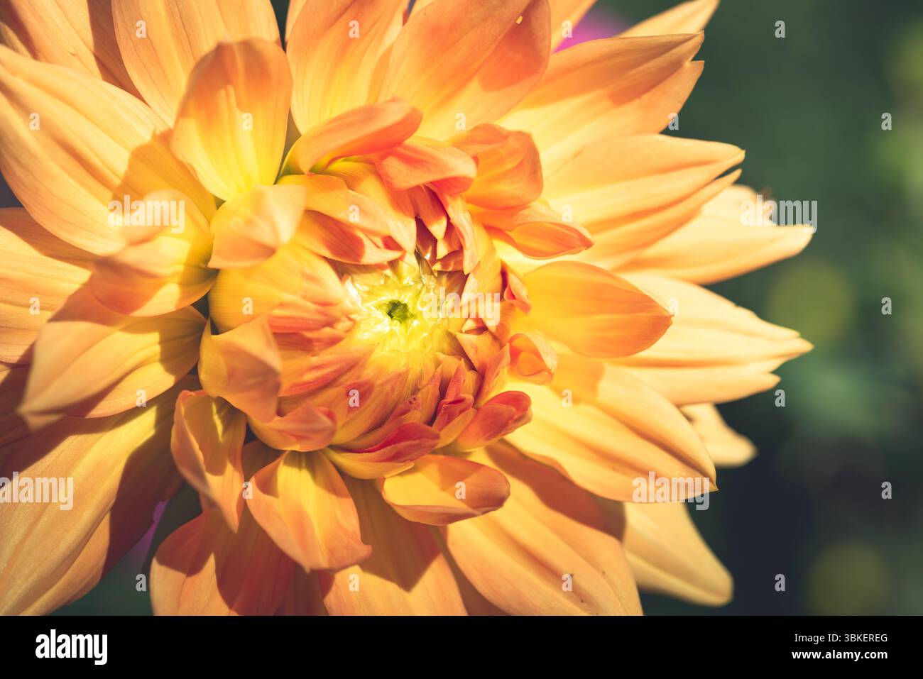 Gros plan détaillé d'une fleur de Dahlia jaune. Banque D'Images