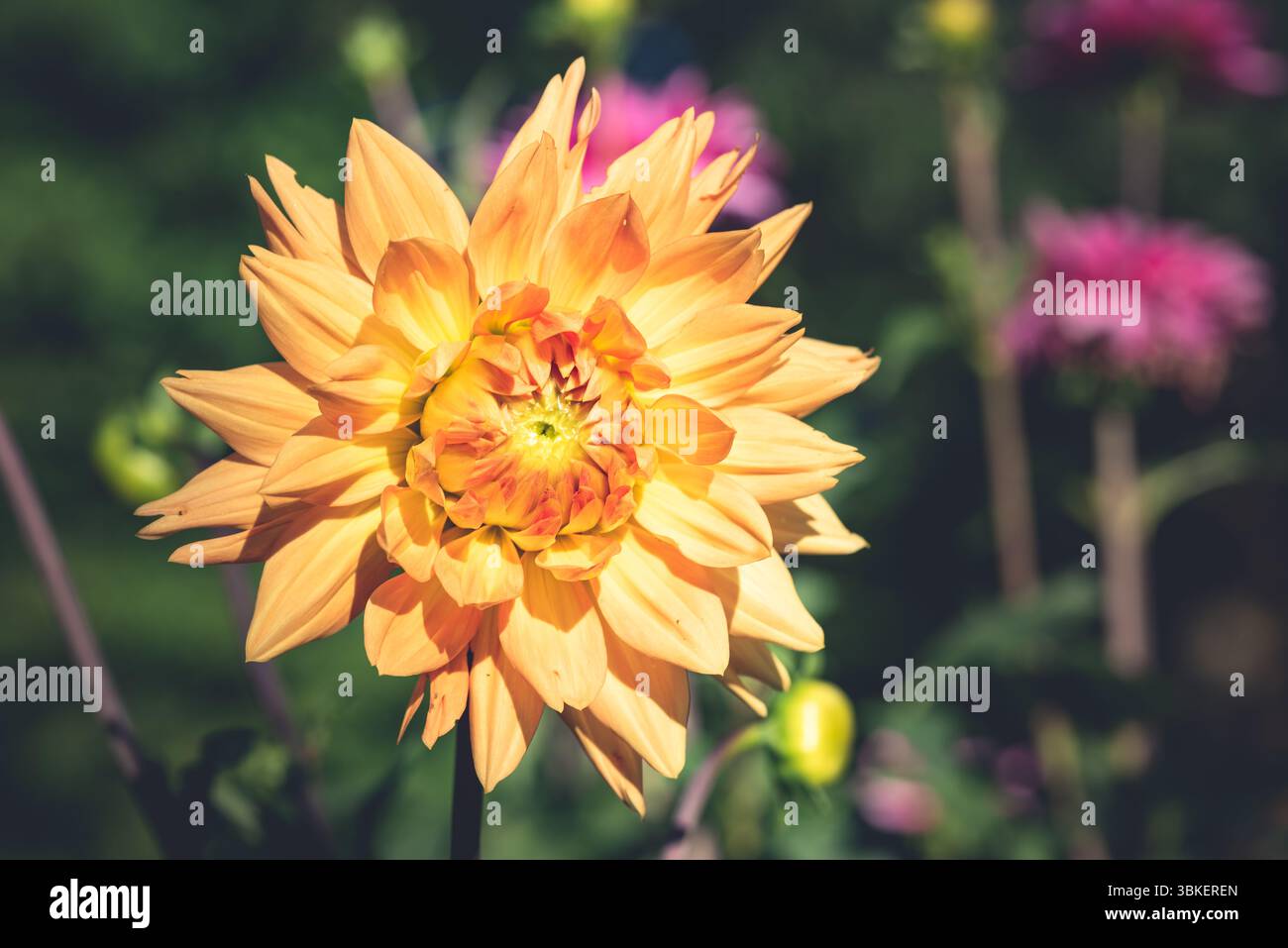 Jaune orange Dahlia fleurissant dans un jardin. Banque D'Images