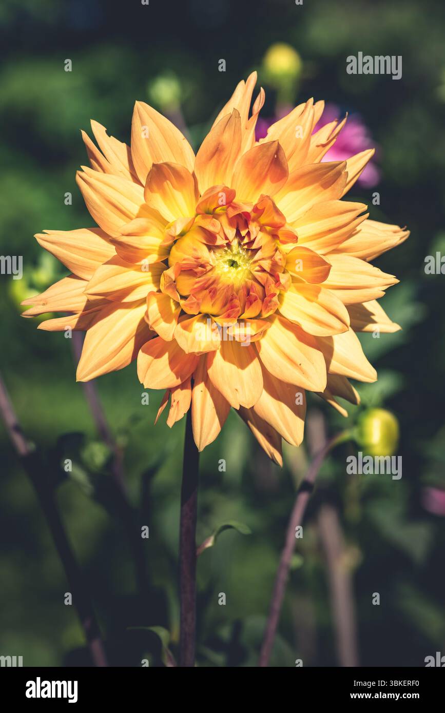 Jaune orange Dahlia fleurissant dans un jardin. Banque D'Images