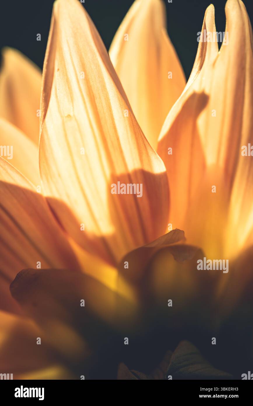 Fermez les pétales de Dahlia avec le soleil qui brille à travers eux. Banque D'Images