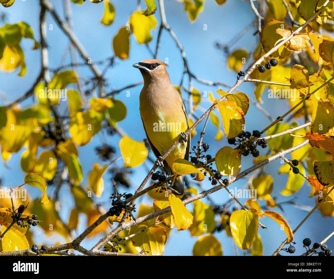 Une cire de cèdre perchée sur un arbre avec des feuilles dorées et des baies pendant la saison d'automne. Banque D'Images