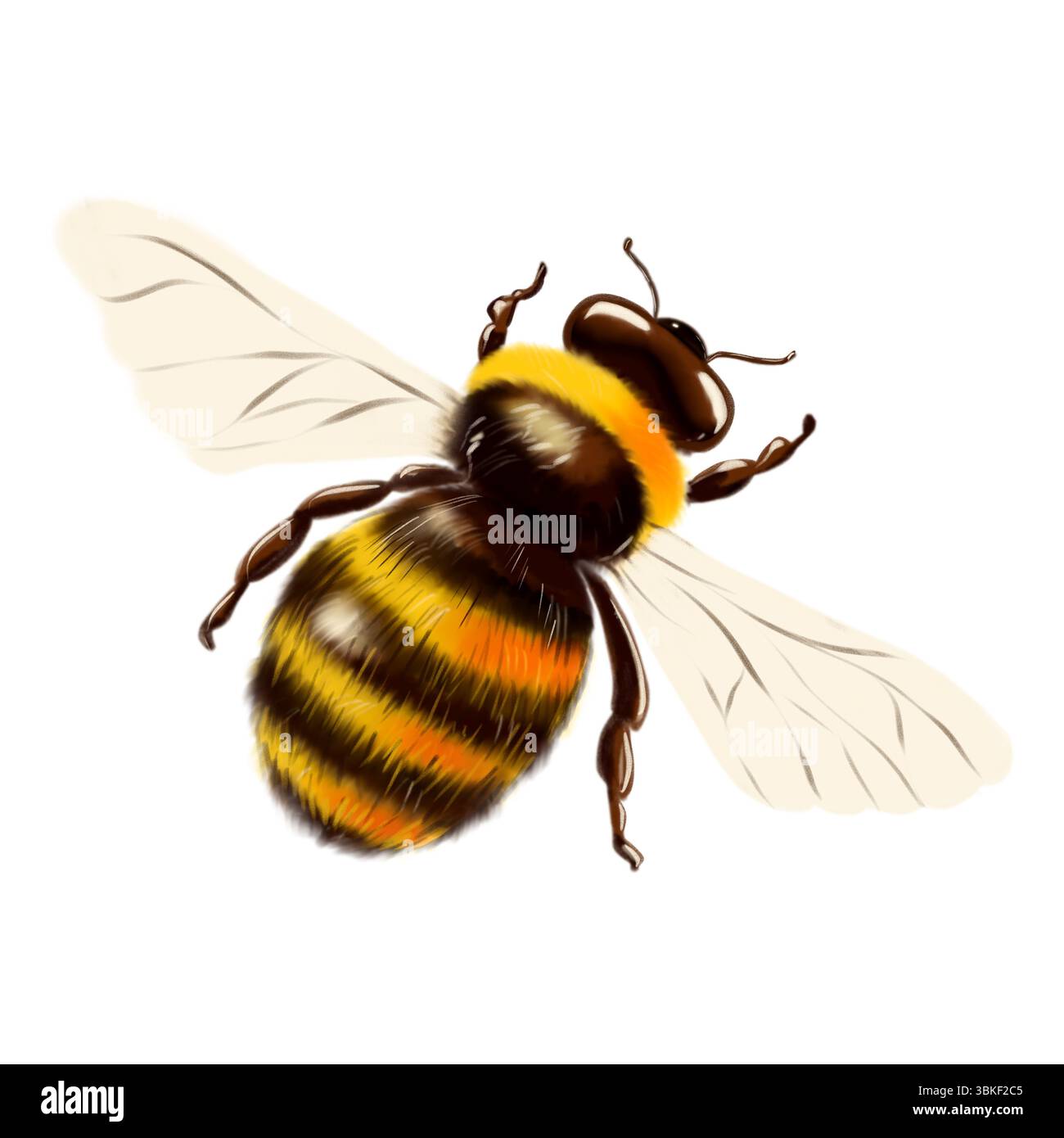Illustration aquarelle d'un bourdon avec un corps moelleux, des rayures noires et jaunes et des ailes translucides. Une charmante représentation détaillée d'une abeille dans un Banque D'Images