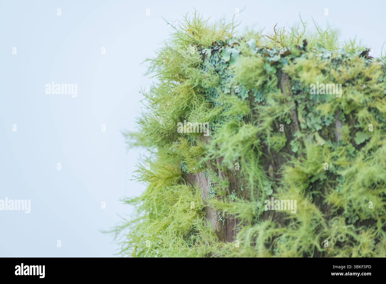 Mousses épiphytes et lichens poussant à la surface d'un tronc d'arbre sec dans une forêt humide, montrant la texture et la biodiversité en macro détail. Banque D'Images