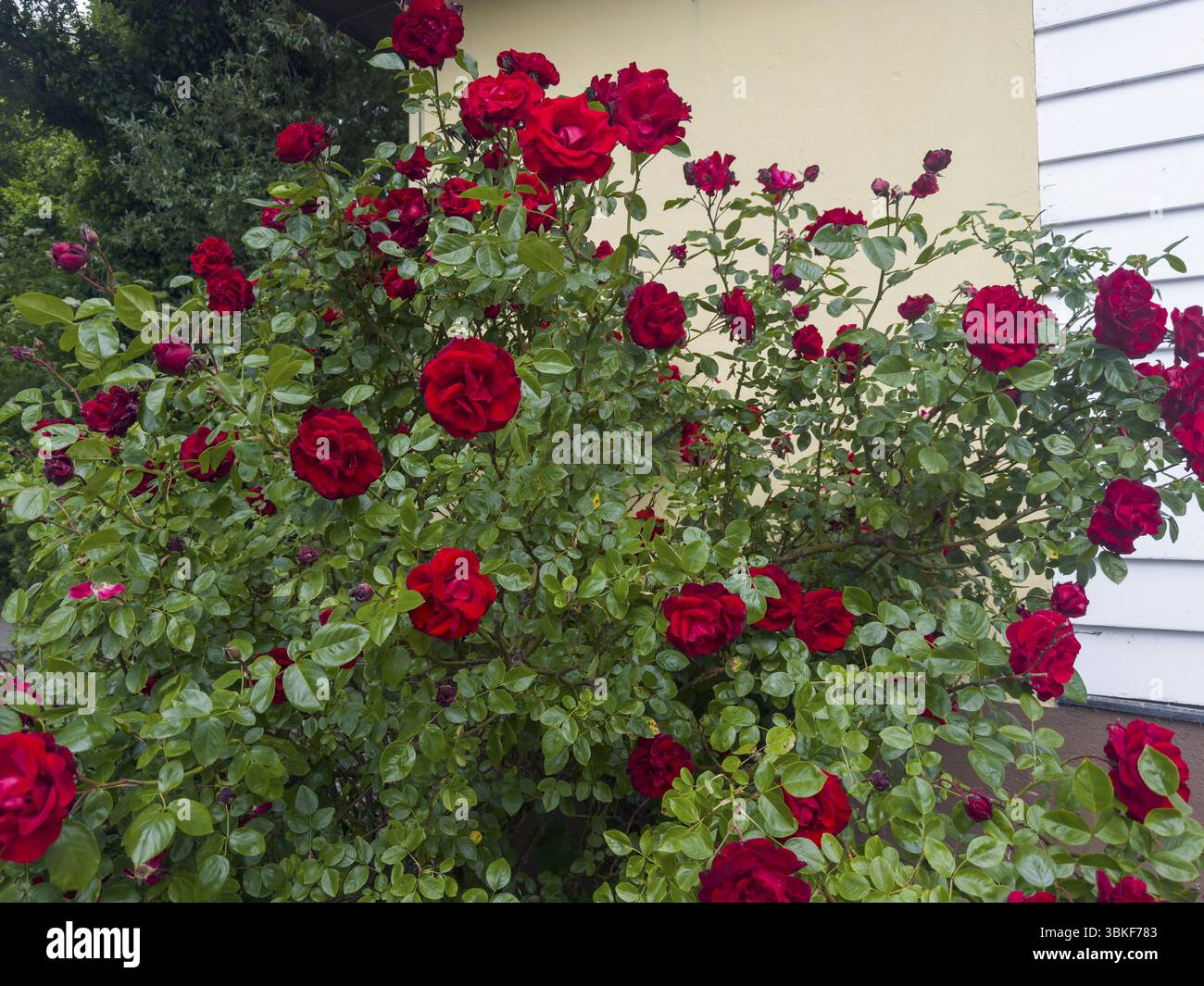 Rosier, roses rouges, rose hybride (Rosa hybrida) Banque D'Images