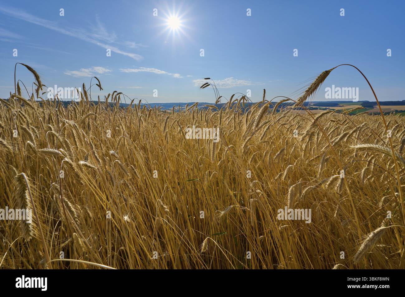Un champ de grains de seigle ensoleillé s'étend sous un ciel bleu acier, été, Wenkheim, Werbach, Bade-Wuerttemberg, Allemagne, Europe Banque D'Images