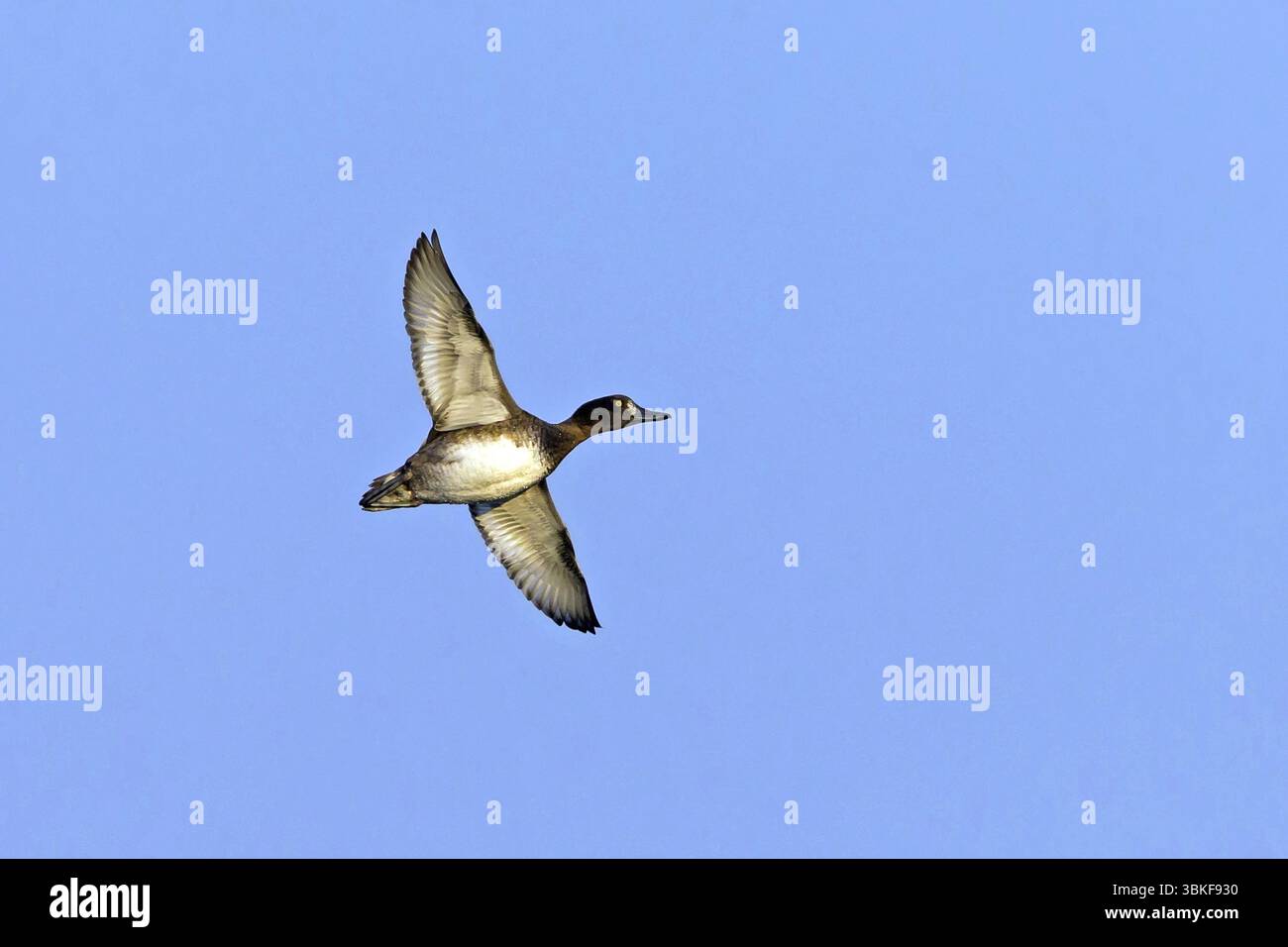 Canard touffeté, animaux, oiseaux, famille de canard, photo de vol, latéralement, ciel bleu, (Aythya fuligula), Anas fuligula, Falsterbo, Falsterbo, Skane, Suède, UE Banque D'Images