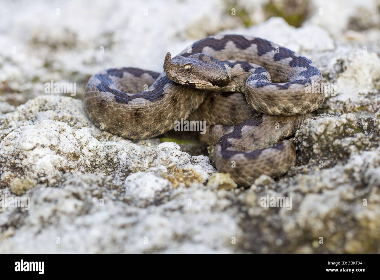 Vipère à cornes, vipère de sable, additionneur de sable, (Vipera ammodytes), famille de vipères, Muselievo, Muselievo, Pleven, Bulgarie, Europe Banque D'Images