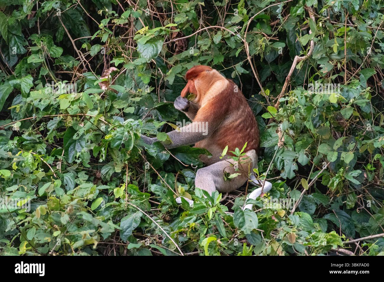 Singe proboscis - Nasalis larvatus - à Kinabatangan River, Bornéo, Sabah, Malaisie Banque D'Images