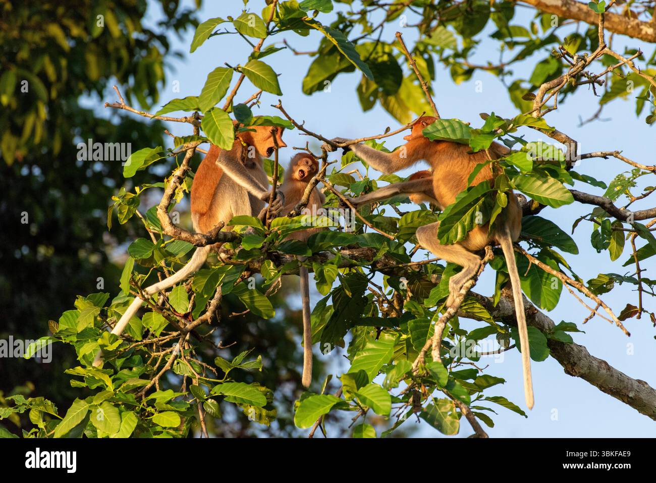 Singe proboscis - Nasalis larvatus - à Kinabatangan River, Bornéo, Sabah, Malaisie Banque D'Images