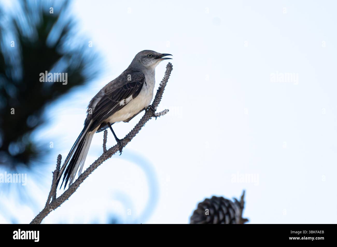 Oiseau moqueur agressif est perché sur la branche de pin avec une posture protectrice. Banque D'Images