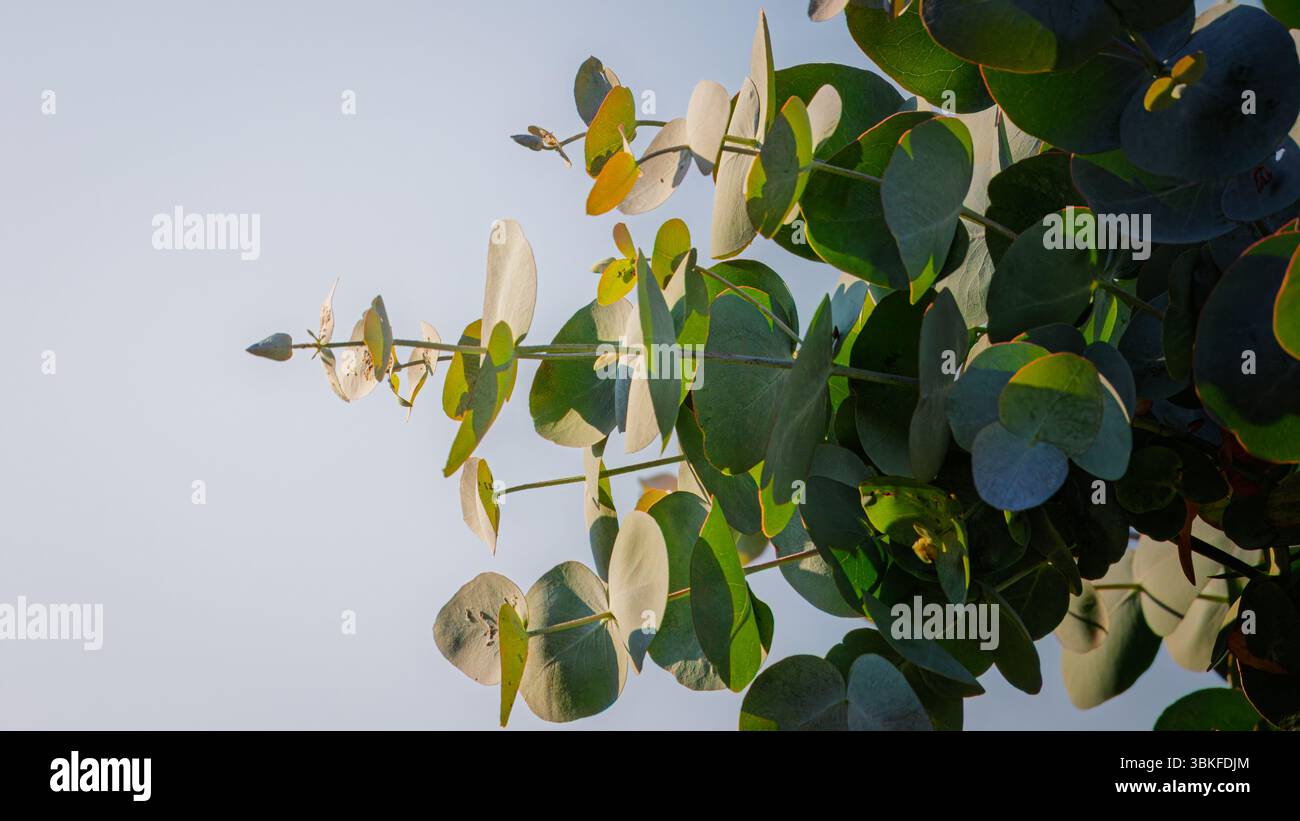 Eucalyptus cinerea (arbre Dollar argenté), et son feuillage distinctif, juin 2025 Banque D'Images