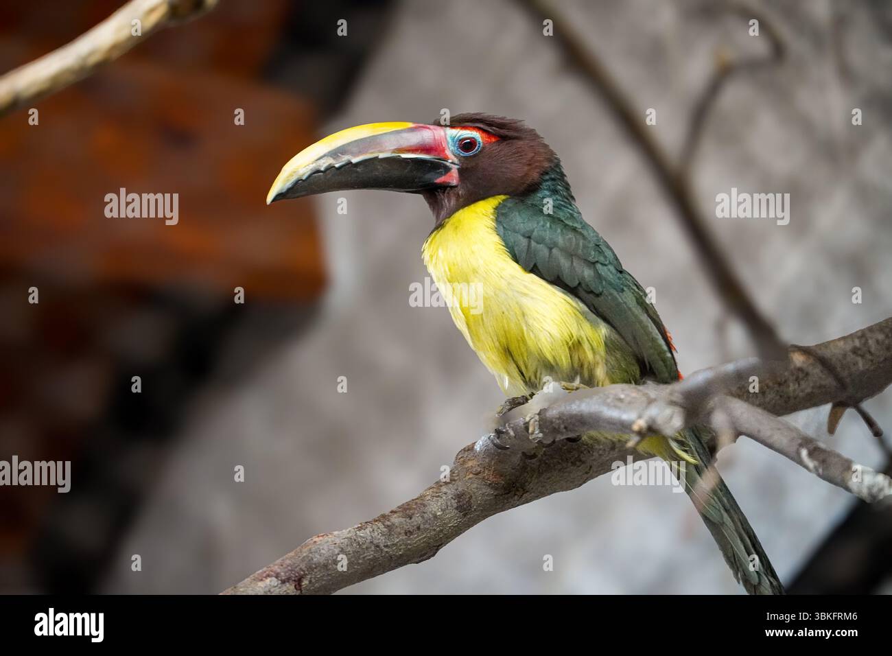 « Toucan coloré perché sur une branche d’arbre, montrant son bec et ses plumes vibrants dans une forêt tropicale – photographie de la faune d’oiseaux exotiques. » Banque D'Images