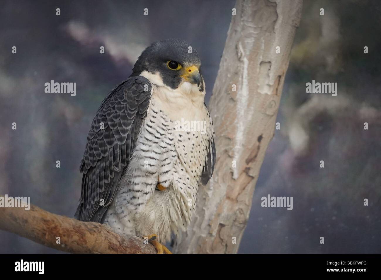 « Gros plan d’un faucon pèlerin perché sur une branche, affichant son regard pointu et ses plumes détaillées – photographie d’oiseaux sauvages à la lumière naturelle. » Banque D'Images