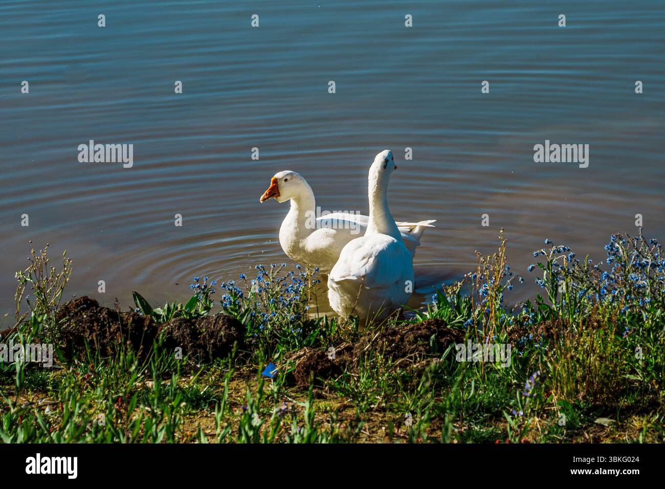 Quatre oies domestiques blanches nagent en formation à travers l'eau bleue calme et chatoyante d'un lac par une journée ensoleillée. Banque D'Images