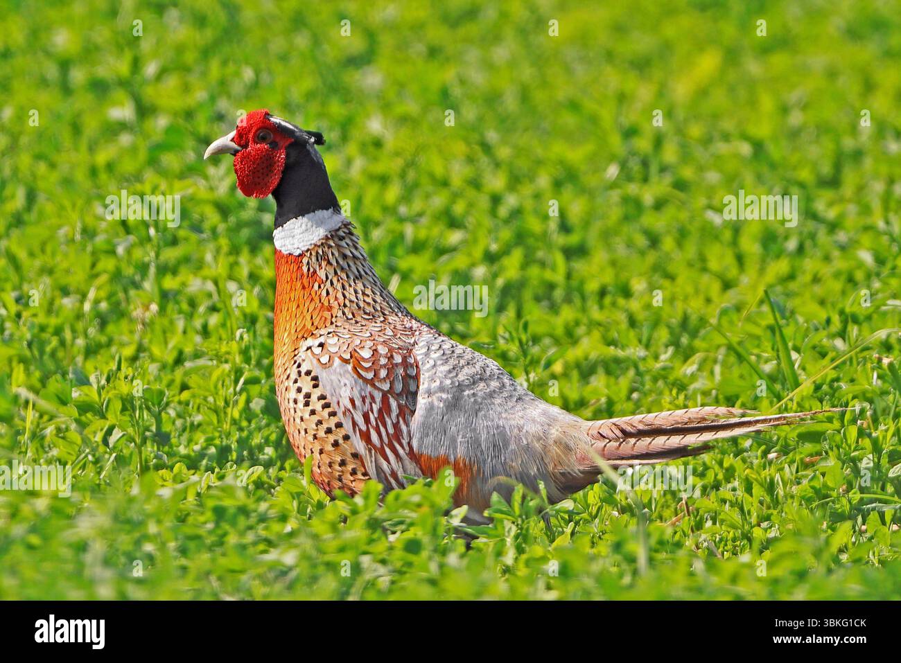 Faisan commun assis dans un champ vert, Canada Banque D'Images