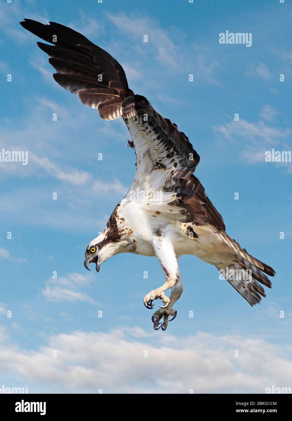Osprey volant sur un fond de ciel bleu, Canada Banque D'Images